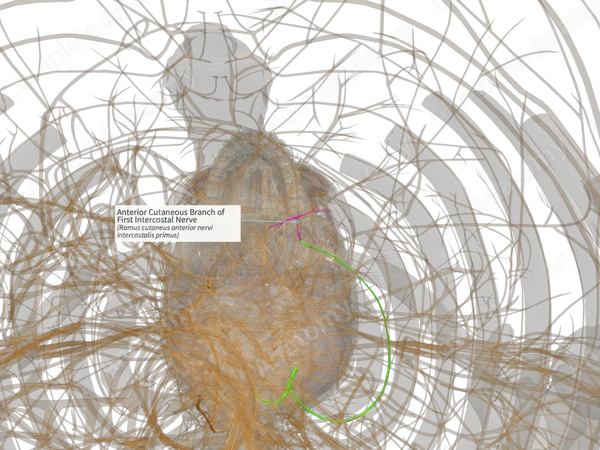 Anterior Cutaneous Branch of First Intercostal Nerve (Left)