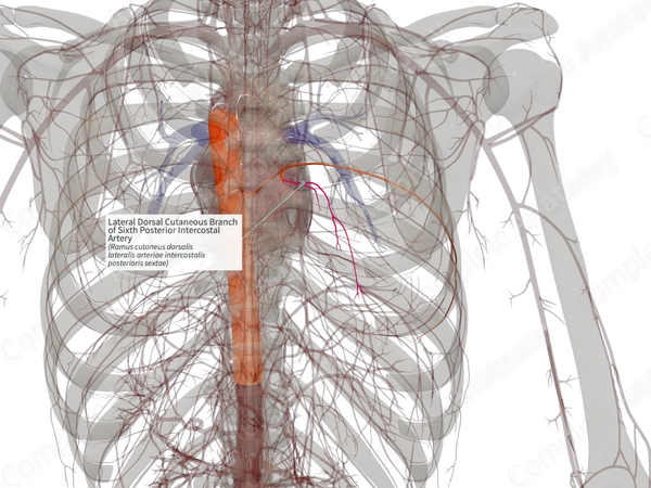 Lateral Dorsal Cutaneous Branch of Sixth Posterior Intercostal Artery (Left)