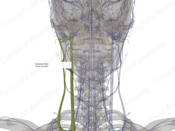 Incisive Vein (Left)