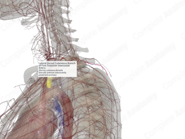 Lateral Dorsal Cutaneous Branch of First Posterior Intercostal Artery (Left)