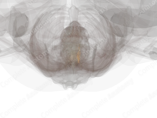 Sympathetic Trunk (Thoracic; Left)