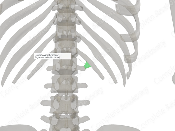 Lumbocostal ligament (Right)
