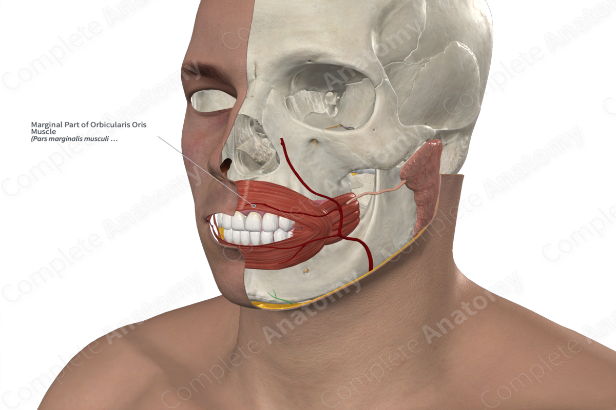 Marginal Part of Orbicularis Oris Muscle Complete Anatomy