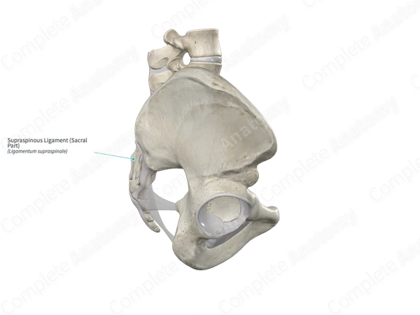 Supraspinous Ligament (Sacral Part)