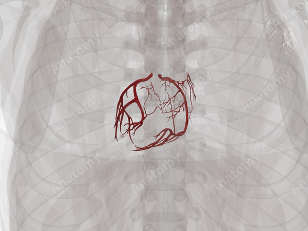 Arteries of Heart