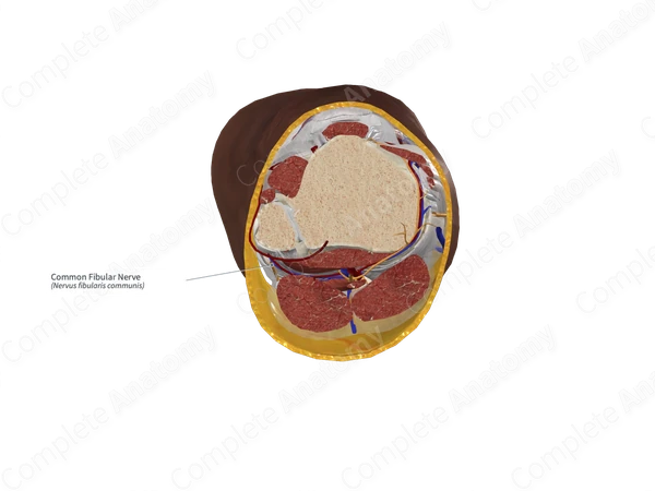 Common Fibular Nerve 