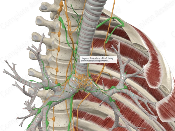 Lingular Bronchus of Left Lung