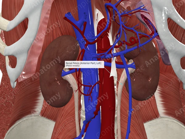 Renal Pelvis (Anterior Part; Left)