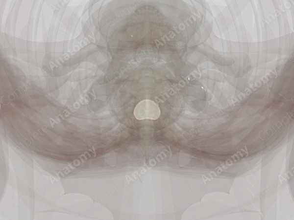 Intervertebral Symphysis (T4-T5)