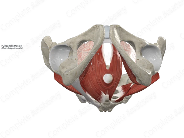Puboanalis Muscle