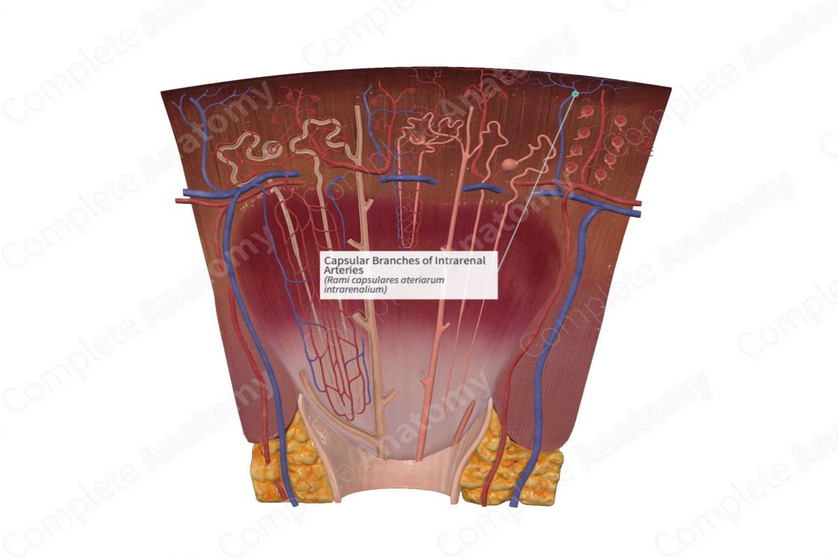 Capsular Branches of Intrarenal Arteries