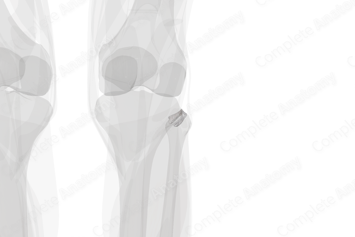 Superior Tibiofibular Joint (Left) | Complete Anatomy