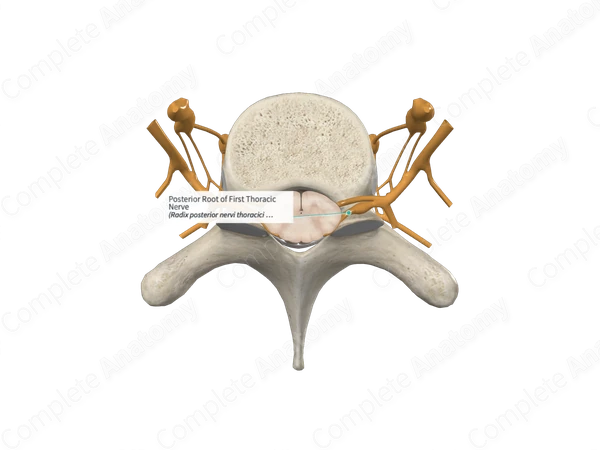 Posterior Root of First Thoracic Nerve