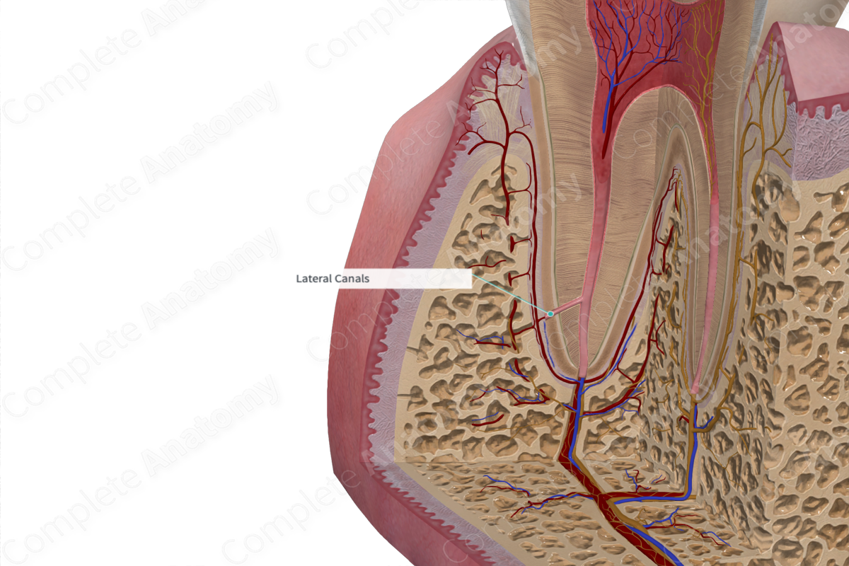Lateral Canals