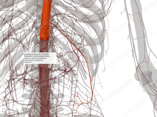 Collateral Branch of Tenth Posterior Intercostal Artery (Right)