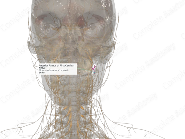 Anterior Ramus of First Cervical Nerve (Left)