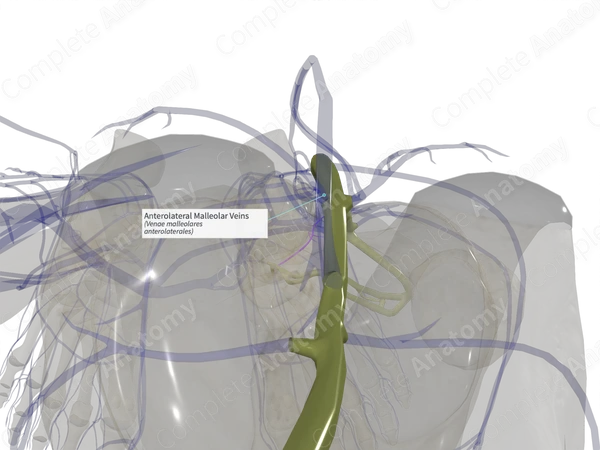 Anterolateral Malleolar Veins (Left)