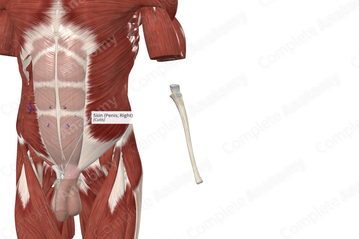 Skin (Penis; Right) | Complete Anatomy