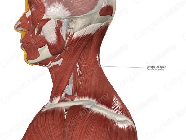 Levator Scapulae