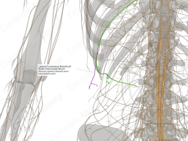 Lateral Cutaneous Branch of Ninth Intercostal Nerve (Right)