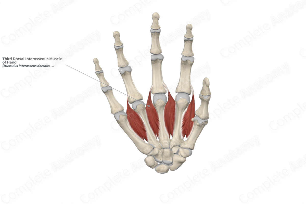 Third Dorsal Interosseous Muscle of Hand 