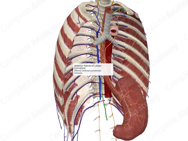 Anterior Nerve of Lesser Curvature