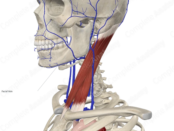 Facial Vein