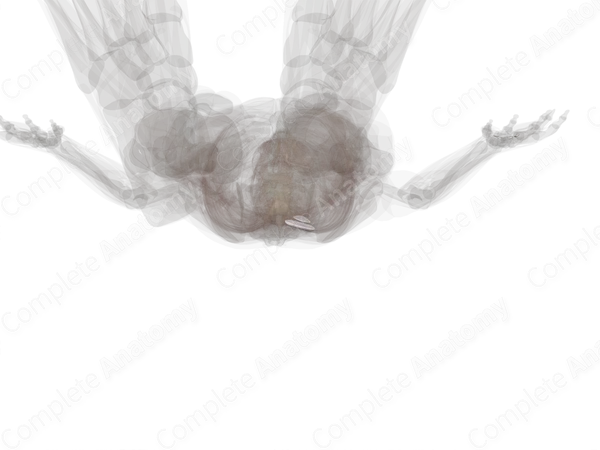 Bursae of Foot (Left)