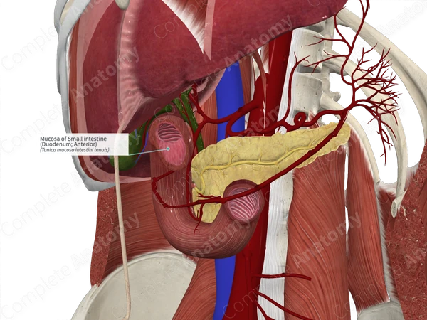 Mucosa of Small intestine (Duodenum; Anterior)