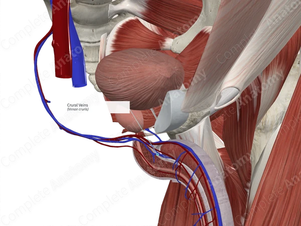Crural Veins