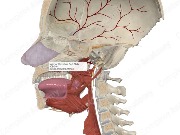 Inferior Vertebral End Plate (C3-C4)