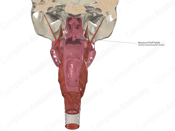 Mucosa of Soft Palate