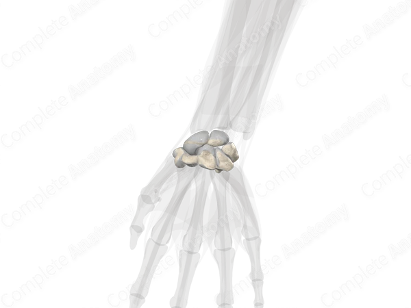 Carpal Bones (Left)