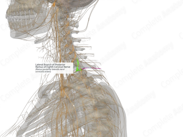 Lateral Branch of Posterior Ramus of Eighth Cervical Nerve (Left)