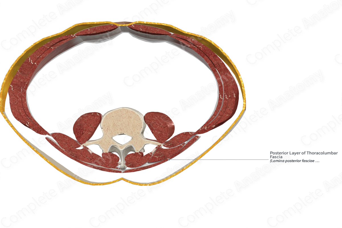 Posterior Layer of Thoracolumbar Fascia 