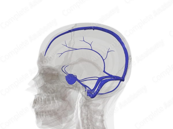 Dural Venous Sinuses