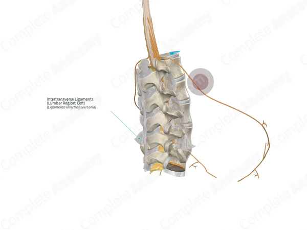 Intertransverse Ligaments (Lumbar Region; Left)