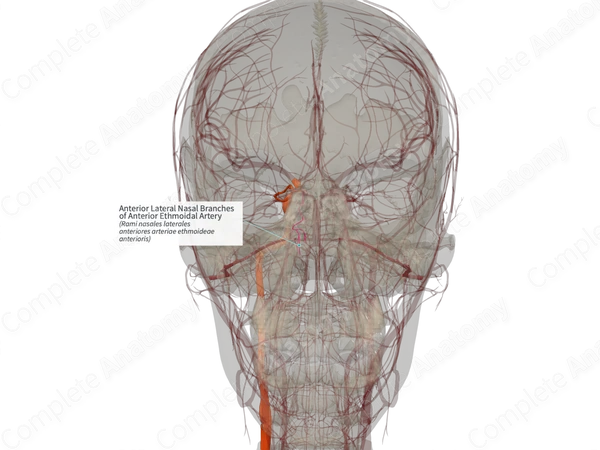 Anterior Lateral Nasal Branches of Anterior Ethmoidal Artery (Right)