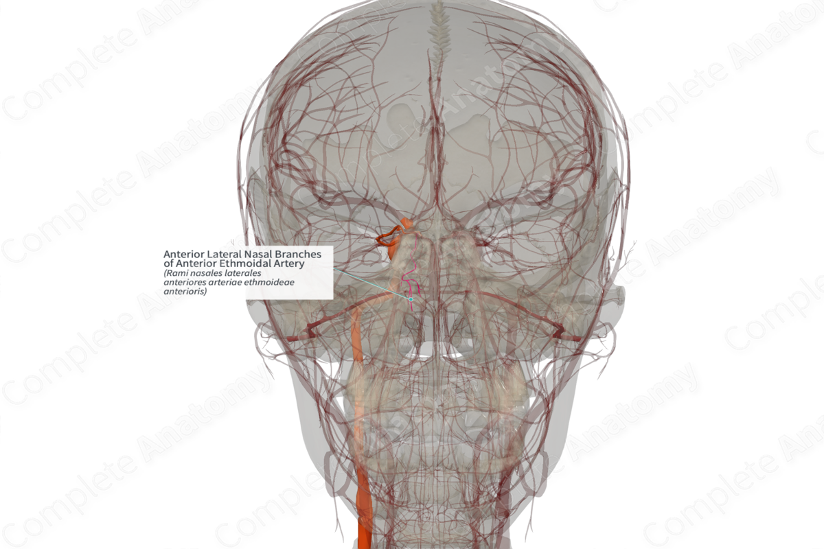 Anterior Lateral Nasal Branches of Anterior Ethmoidal Artery (Right)