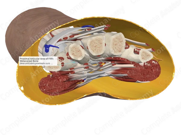 Proximal Articular Area of Fifth Metacarpal Bone 