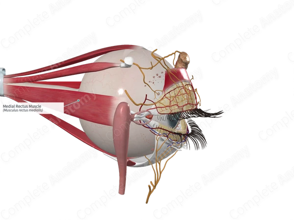 Medial Rectus Muscle