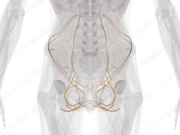 Nerves of Trunk