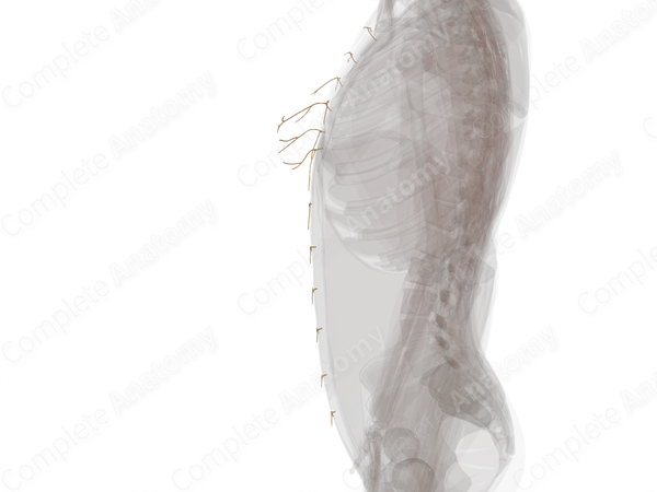 Anterior Cutaneous Branches of Intercostal Nerves (Left)