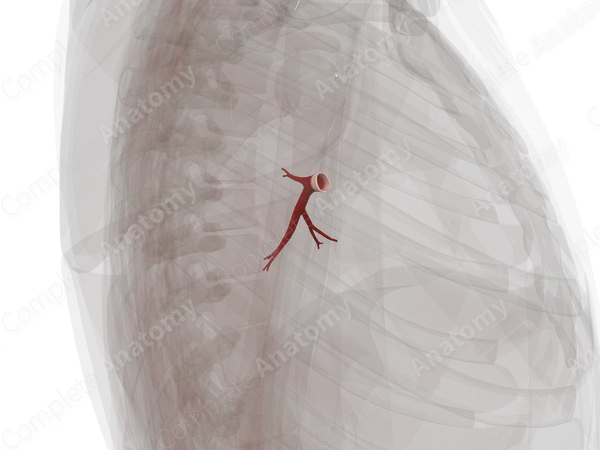 Pulmonary Veins of Inferior Lobe of Left Lung