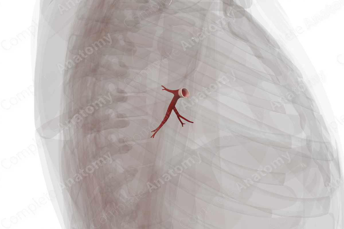Pulmonary Veins of Inferior Lobe of Left Lung