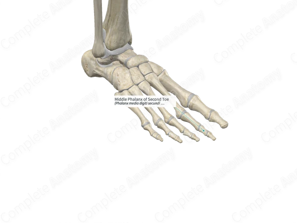 Middle Phalanx of Second Toe
