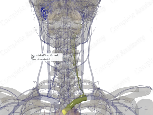 Intervertebral Veins (Cervical; Left)