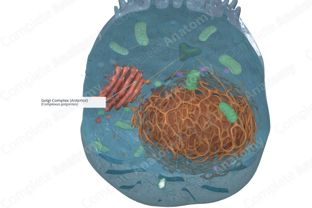Golgi Complex (Anterior)