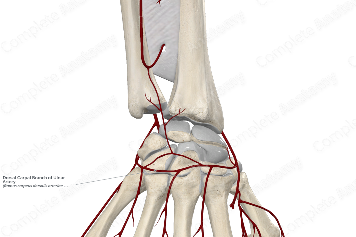 Dorsal Carpal Branch of Ulnar Artery 