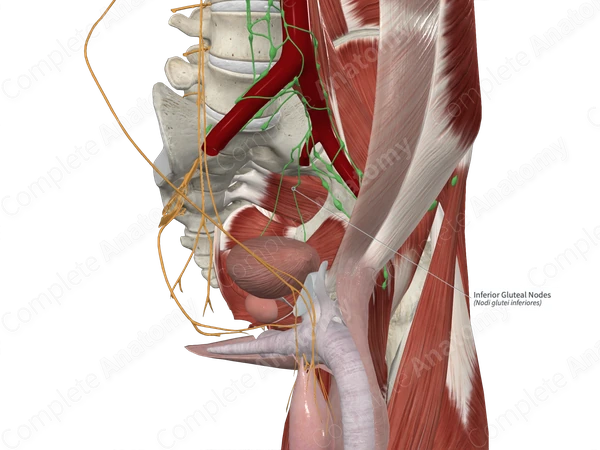Inferior Gluteal Nodes